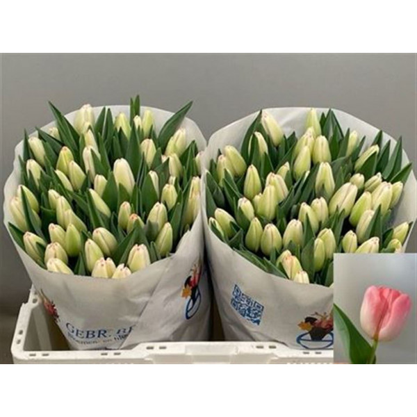 Tulips En Supermodel 38 A1Pink