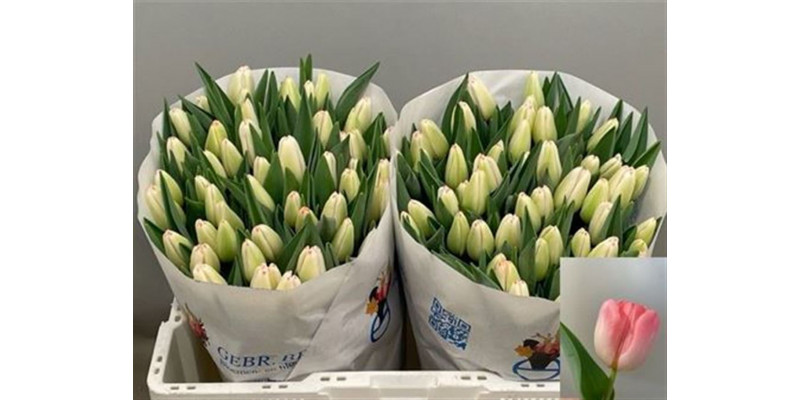 Tulips En Supermodel 38 A1Pink