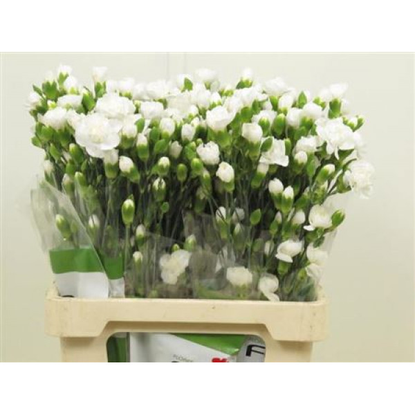 Dianthus Tr Tarifa Wit Select 65cm A1 Col-White