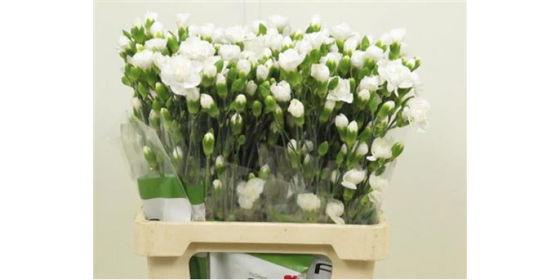 Dianthus Tr Tarifa Wit Select 65cm A1 Col-White