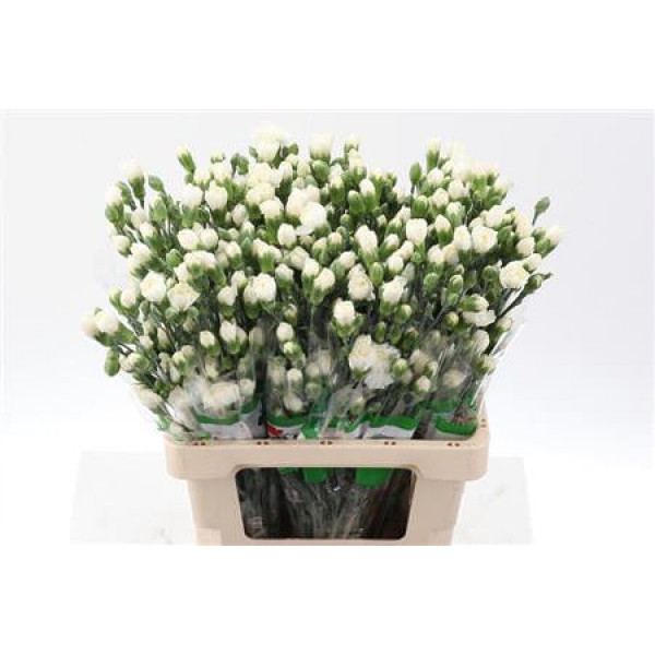 Dianthus Tr Tarifa Wit Select X5 65cm A1 Col-White