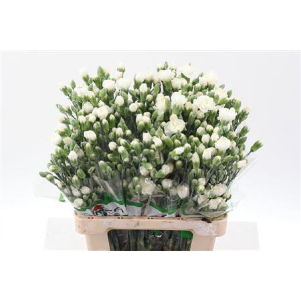 Dianthus Tr Tarifa Wit Select 65cm A1 Col-White