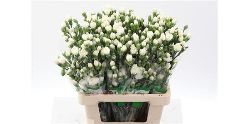 Dianthus Tr Tarifa Wit Select X5 65cm A1 Col-White