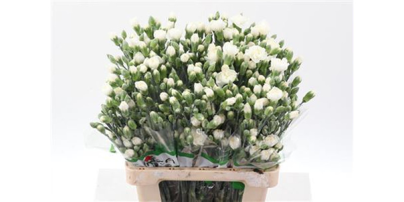 Dianthus Tr Tarifa Wit Select 65cm A1 Col-White