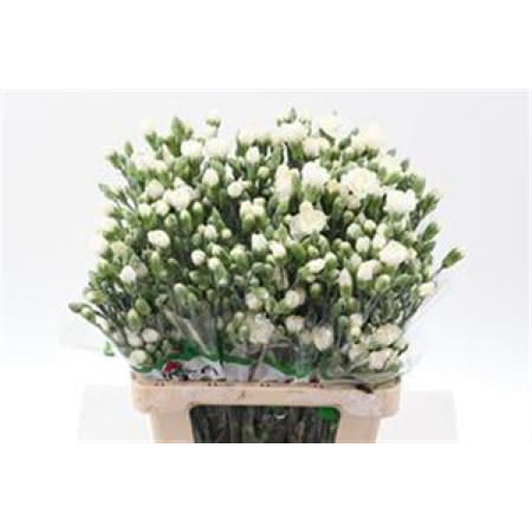 Dianthus Tr Tarifa Wit Select 65 A1White