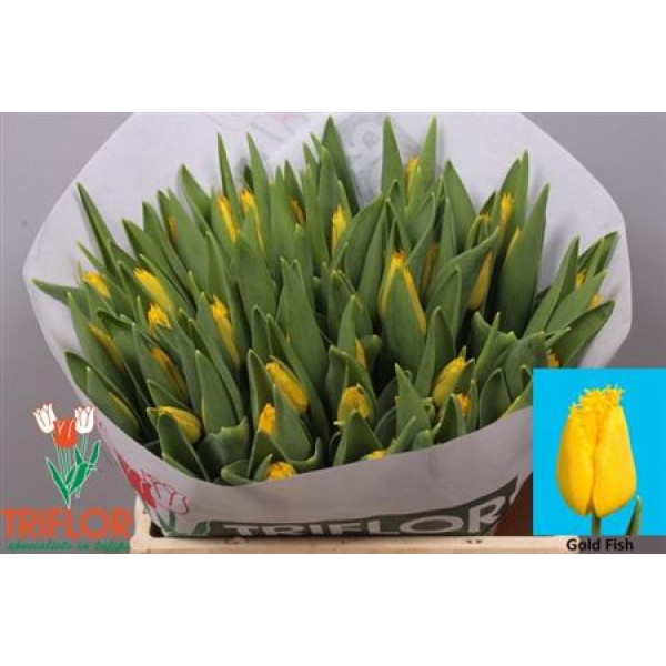 Tulips Freesias Gold Fish 39cm A1