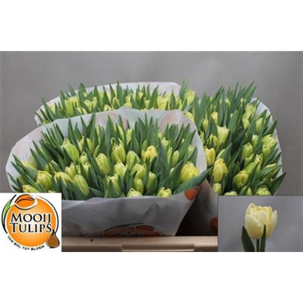 Tulips Du Avant Garde 39cm A1 Col-Cream