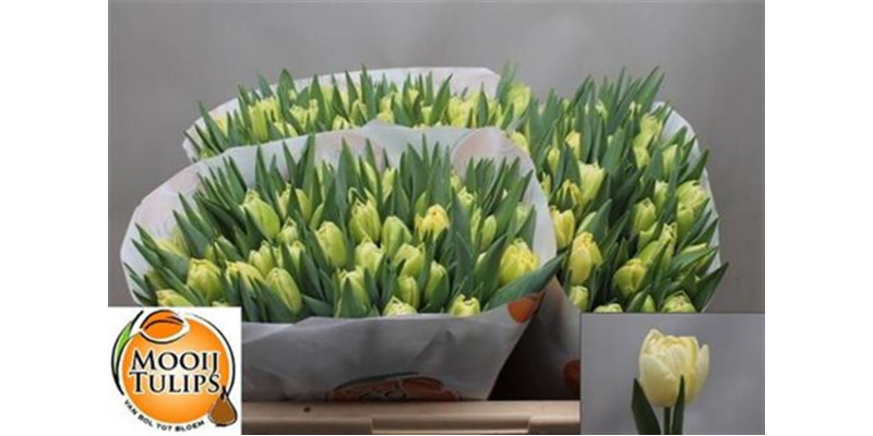 Tulips Du Avant Garde 39cm A1 Col-Cream