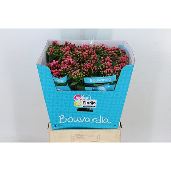 Bouvardia En Roza 70cm A1