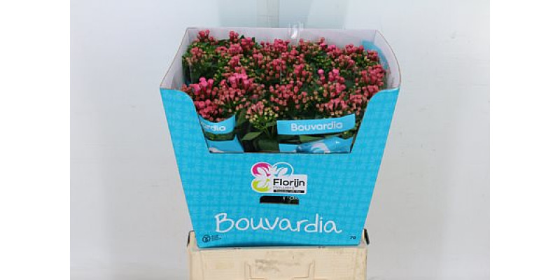 Bouvardia En Roza 70cm A1