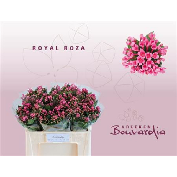 Bouvardia En Roza 50cm A1