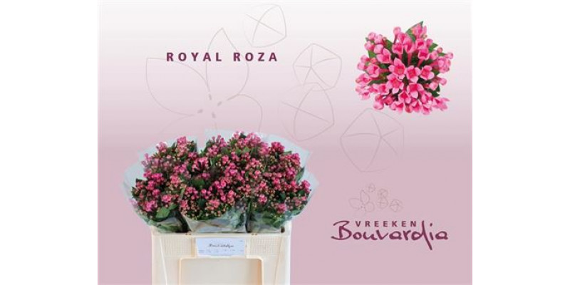 Bouvardia En Roza 50cm A1