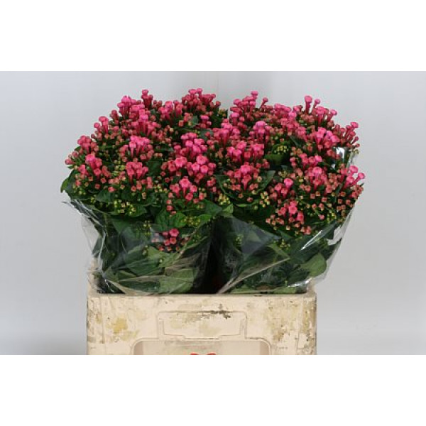 Bouvardia En Roza 60cm A1