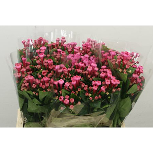 Bouvardia En Roza 40 cm A1