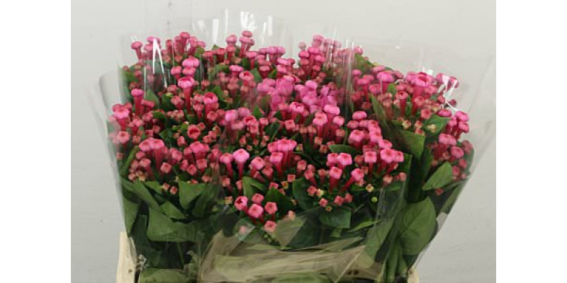 Bouvardia En Roza 40 cm A1