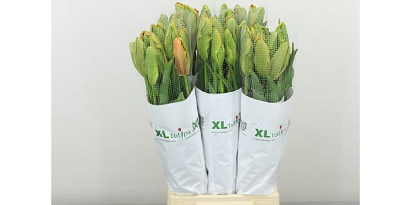 Tulips Frans Pa Avignon Parrot 60cm A1