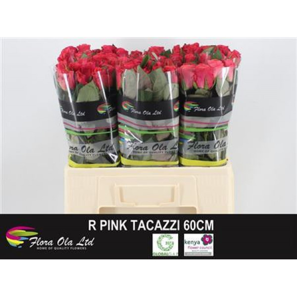 Rose Gr Pink Tacazzi 60cm A1 Col-Dark Pink