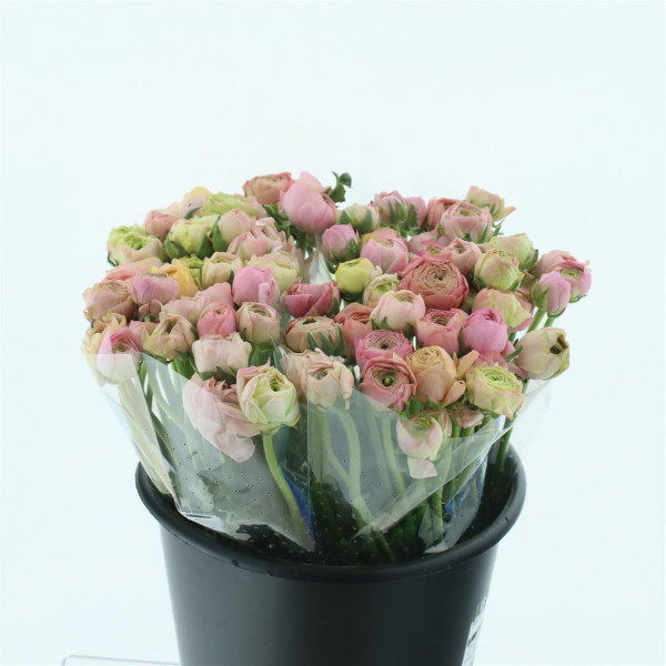 Ranunculus El Salmon Extra 40cm A1