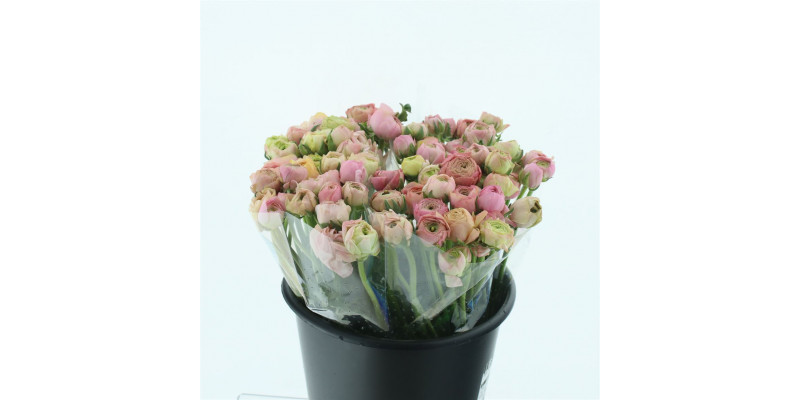 Ranunculus El Salmon Extra 40cm A1