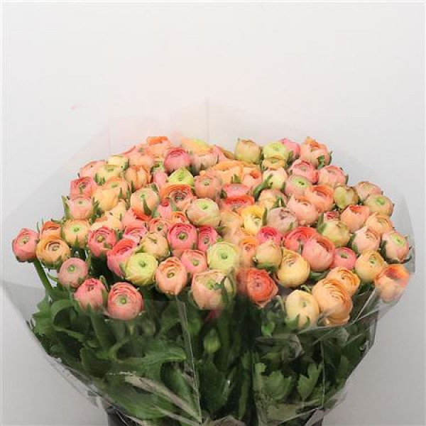 Ranunculus El Salmon Extra 40cm A1