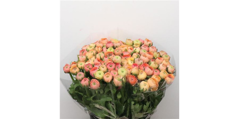 Ranunculus El Salmon Extra 40cm A1