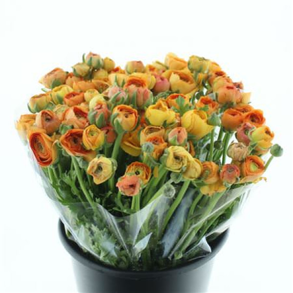 Ranunculus El Apricot Extra 45cm A1