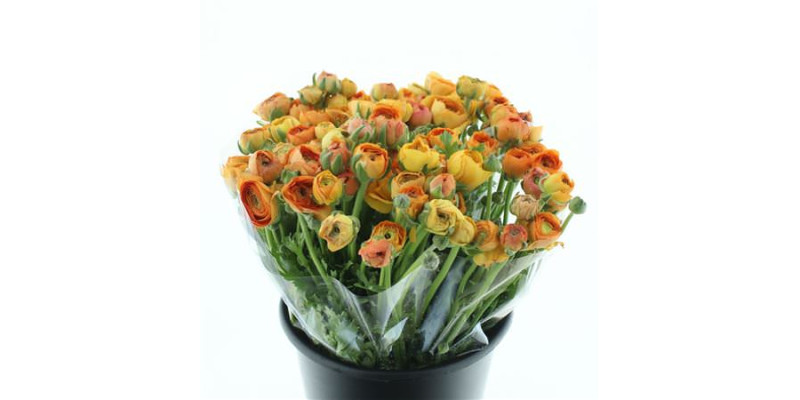 Ranunculus El Apricot Extra 45cm A1