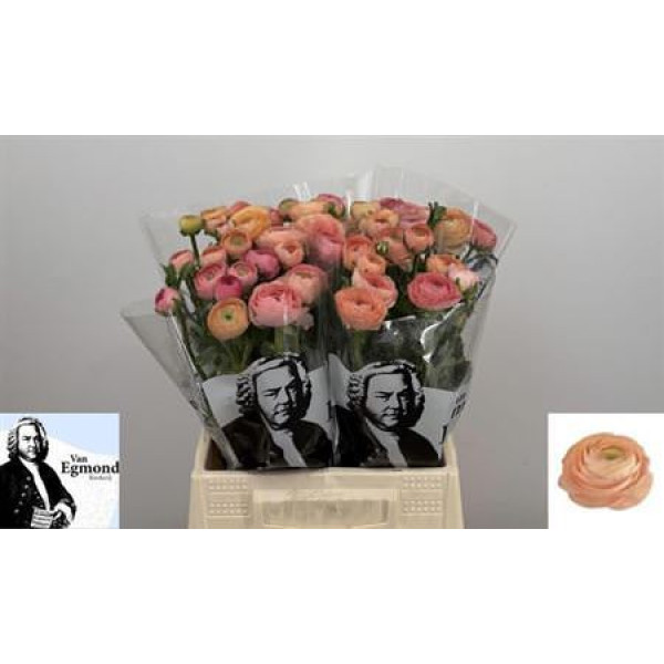 Ranunculus El Salmon N L 45 cm A1