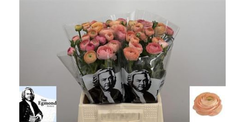 Ranunculus El Salmon N L 45 cm A1