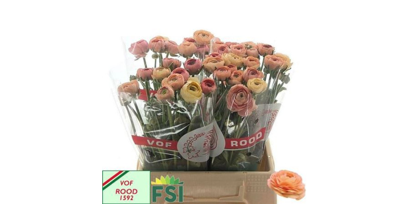 Ranunculus El Salmon N L 42 cm A1