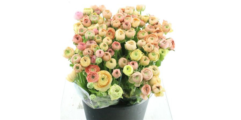 Ranunculus El Salmon 45 cm A1