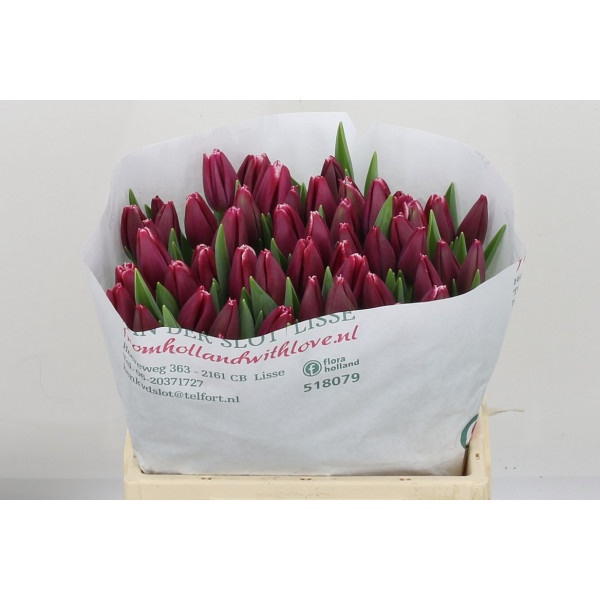 Tulips En Masterclass 38cm A1 Col-Bicolor