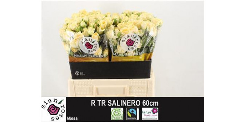 Rose Tr Salinero 60cm A1 Col-Cream