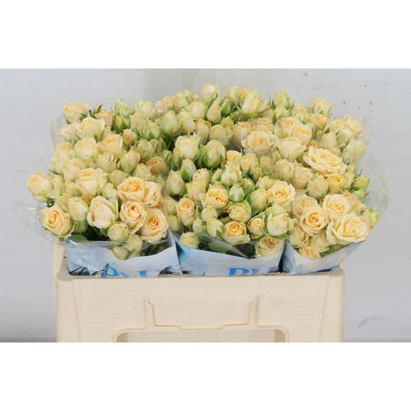 Rose Tr Salinero 50cm  Col-Cream