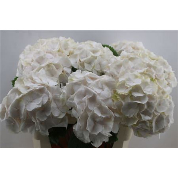 Hydrangea M Sweet Verena 80cm 80cm A1