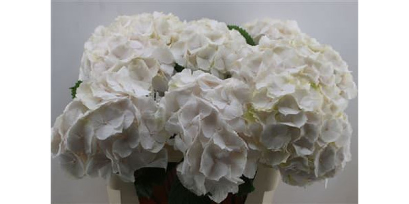 Hydrangea M Sweet Verena 80cm 80cm A1