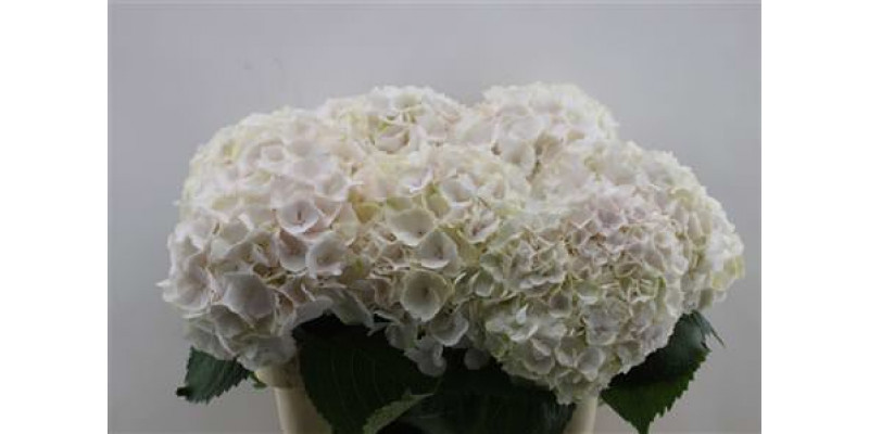 Hydrangea M Sweet Verena 60cm 60cm A1