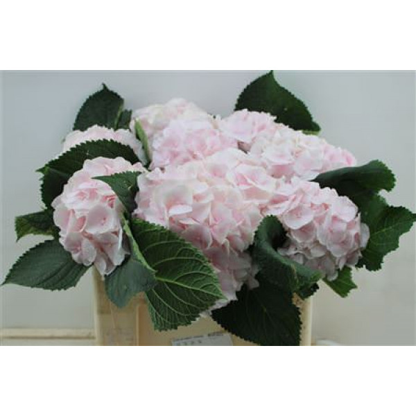 Hydrangea M Sweet Verena 50cm 50cm A1