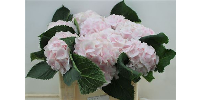 Hydrangea M Sweet Verena 50cm 50cm A1