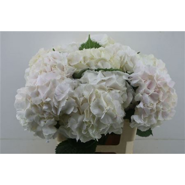 Hydrangea M Sw Verena 60-22 60cm A1