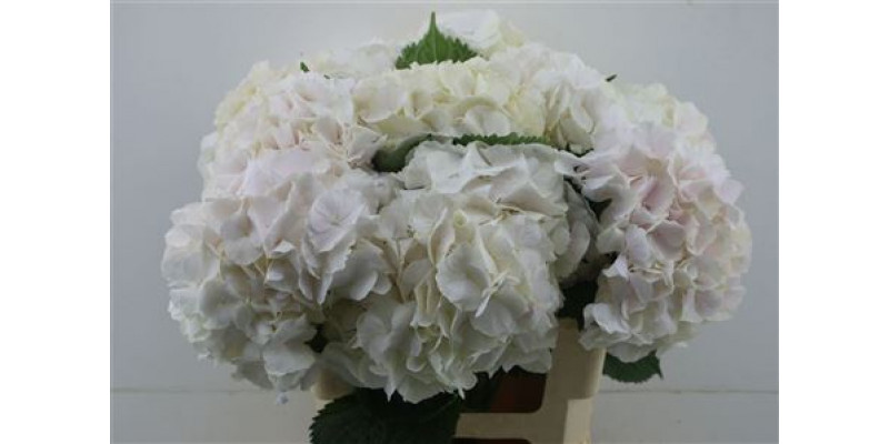 Hydrangea M Sw Verena 60-22 60cm A1