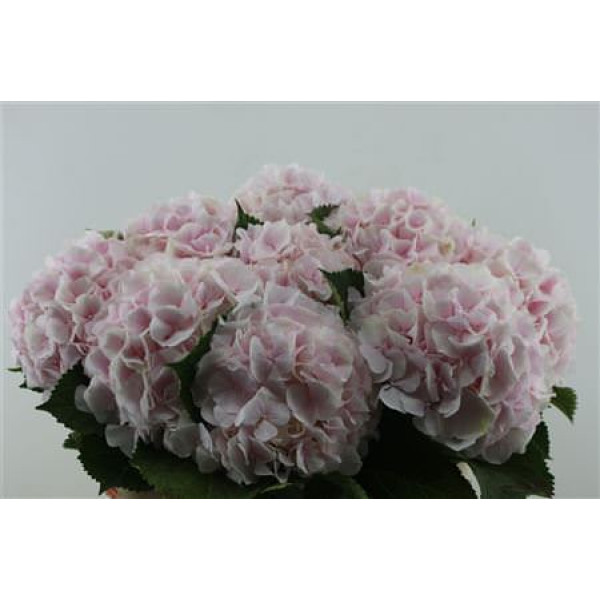 Hydrangea M Sweet Verena 80-22 80 cm A1