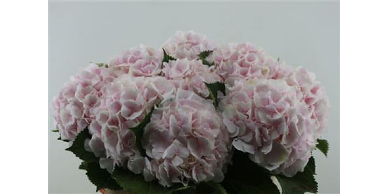 Hydrangea M Sweet Verena 80-22 80 cm A1