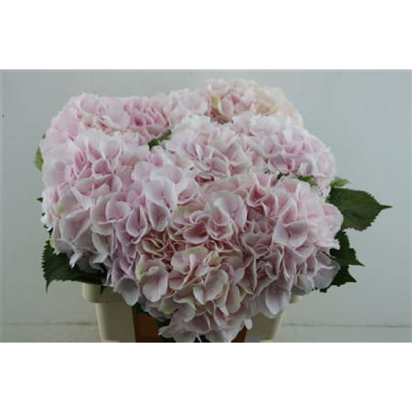 Hydrangea M Sweet Verena 60-20 60 cm A1