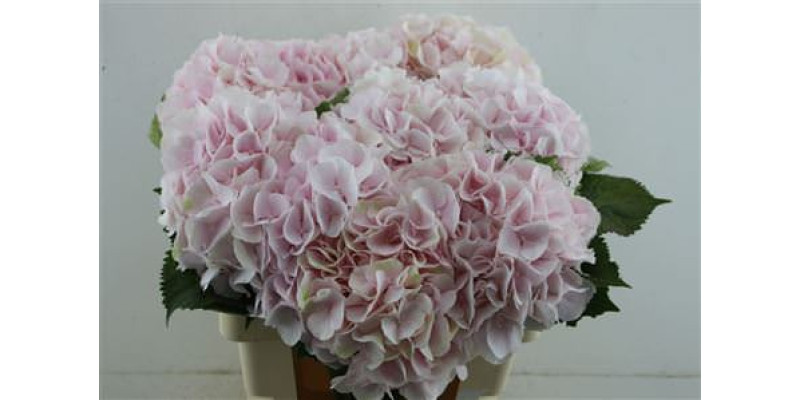 Hydrangea M Sweet Verena 60-20 60 cm A1