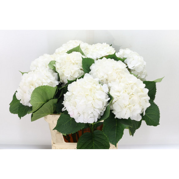 Hydrangea M White Verena 80cm A1 Col-White