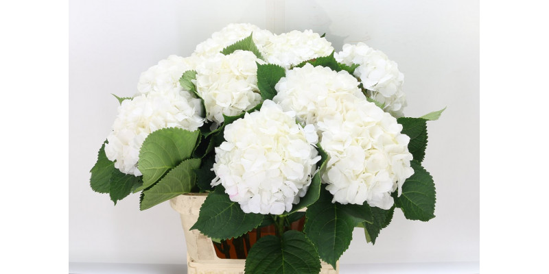 Hydrangea M White Verena 80cm A1 Col-White