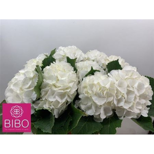 Hydrangea M White Verena 60cm A1 Col-White