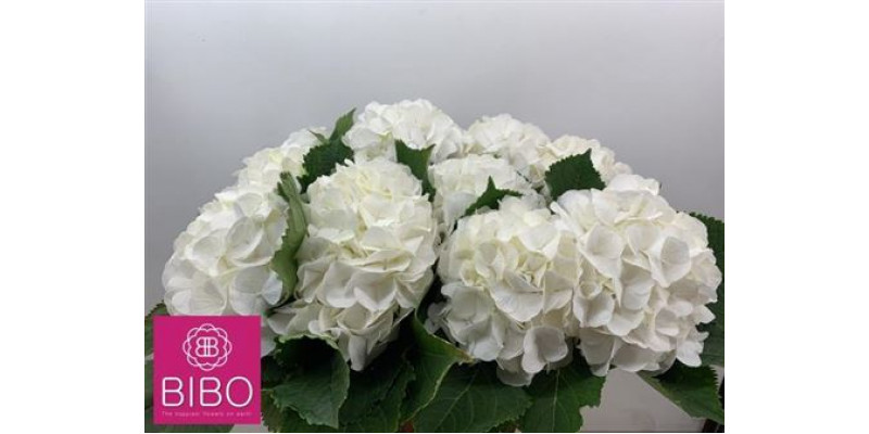 Hydrangea M White Verena 60cm A1 Col-White