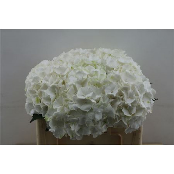 Hydrangea M White Verena 50cm 50cm A1